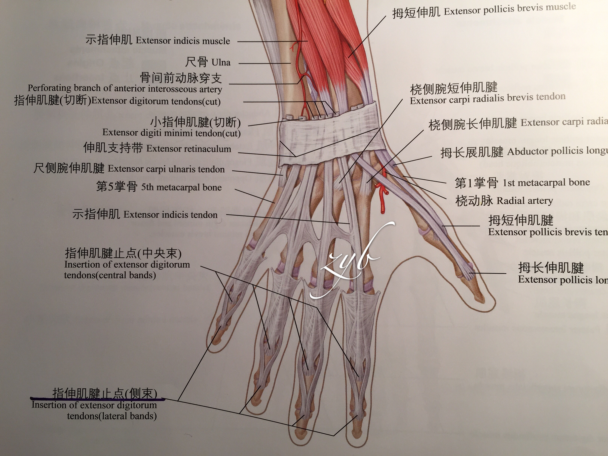 手指肌腱解剖图解图片