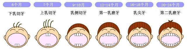 兒童生長的第一個恆磨牙,即第一大臼齒.每個人上下左右各1個共4個.