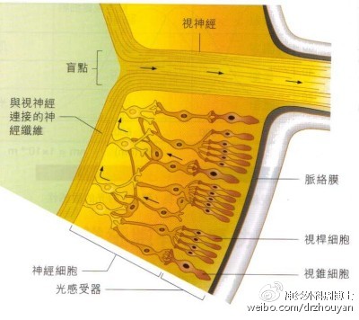 人视网膜解剖图