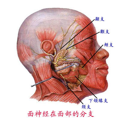 下嘴唇神经分布图图片