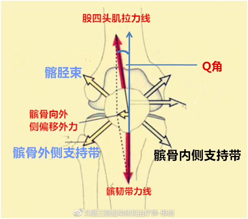 肌,因此最終博弈結果是股外肌強於股內肌,從而髕骨有向外運動的解剖