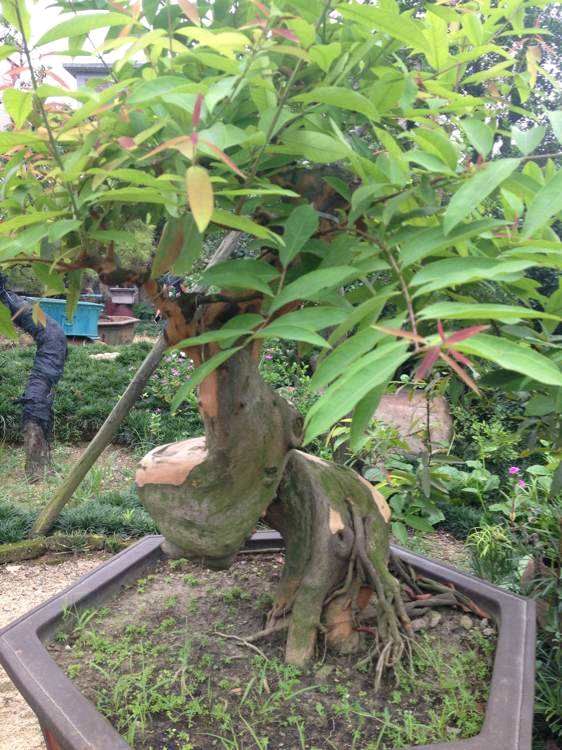 药食两用黄牛茶,夏日消暑化滞佳