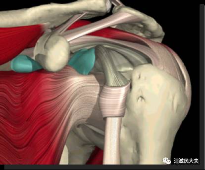 肩關節結構圖作為軀幹與上肢的鏈接樞紐,肩部由三塊骨頭構成,肩胛骨