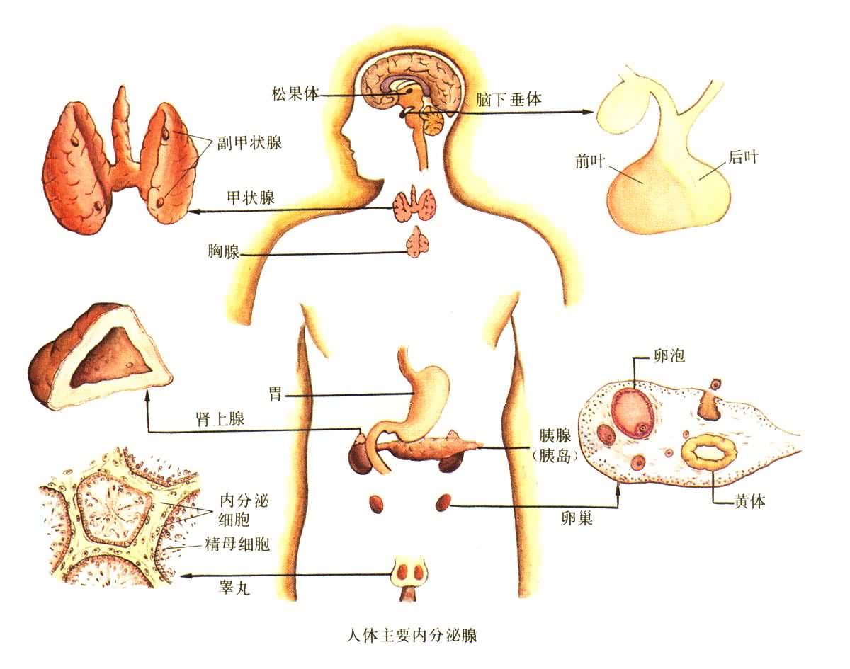 痤瘡疾病逐漸嚴重之後,會演變成暗紅色的囊腫型痤瘡或者是結節型痤瘡