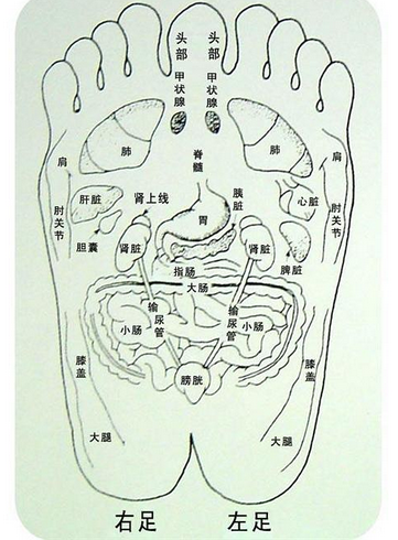 用撮指叩法叩击性腺反射区 分钟