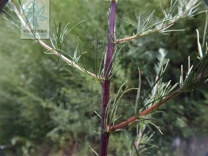 茵栀黄树图片图片