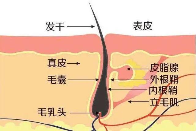 发根上的小白点,是毛囊掉了吗?