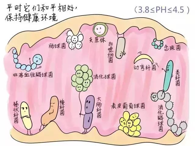 婦科陰道里到底有多少菌