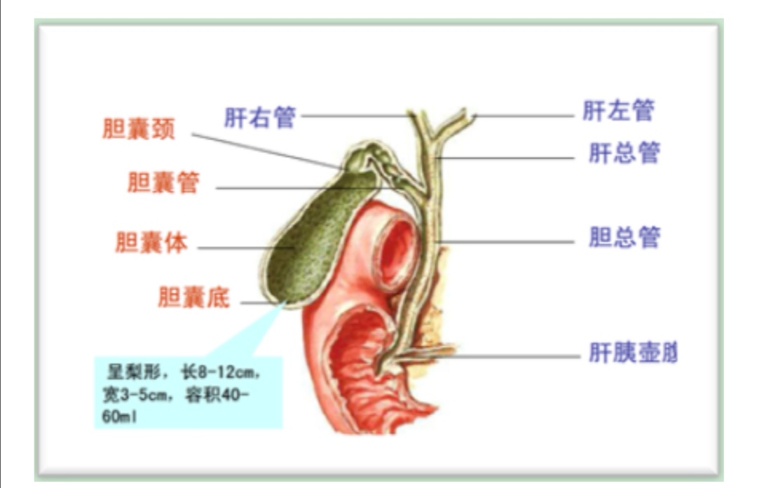 胆囊解剖位置图片