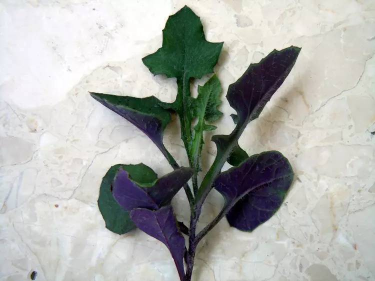 每天一味中草药:一点红,吃这种野菜等于慢性自杀……-张会永副主任