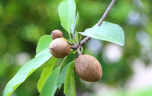 此果能润肺止咳,富含多种微量元素和氨基酸,经常吃有益人体健康