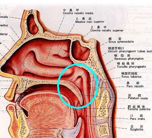 喉咙的构造图片