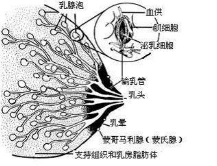 蒙哥马利腺分泌出的油脂促进了这几根胸毛的发育长了出来,但蒙哥马利