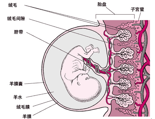 人体胎盘结构解剖图图片
