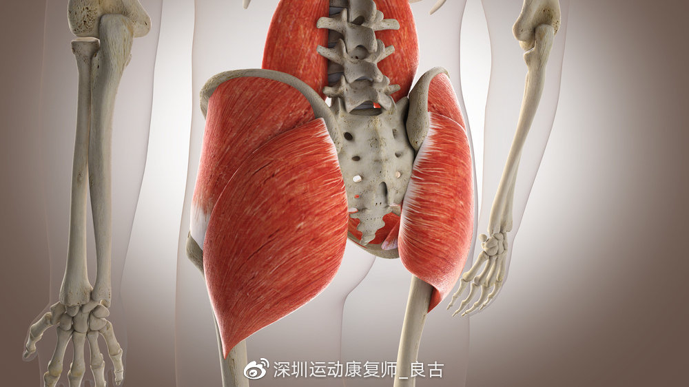 臀部的肌肉主要容易损伤的有臀大肌,臀中肌,梨状肌,因为髋关节是多