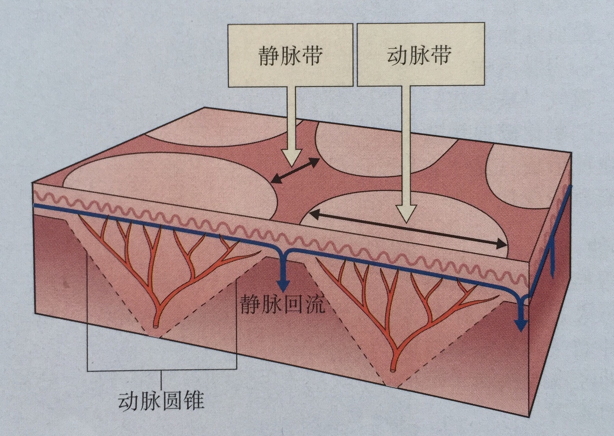 到微动脉都是基本垂直于皮肤的,微动脉末端再分叉融合成毛细血管丛
