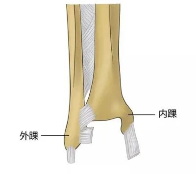 而胫距关节功能为在矢状面上让踝关节跖屈和背屈,也就是绷脚和勾脚.