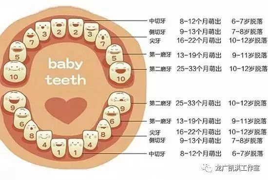 儿童牙齿更换顺序图图片