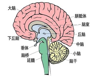 脑部组织 jpg