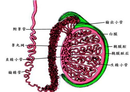 睾丸异常不育的4类护理要点