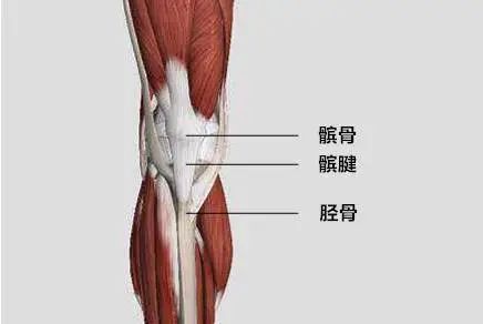 胫骨粗隆疼痛什么原因图片