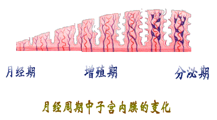 月经期间子宫内膜的变化1jpg