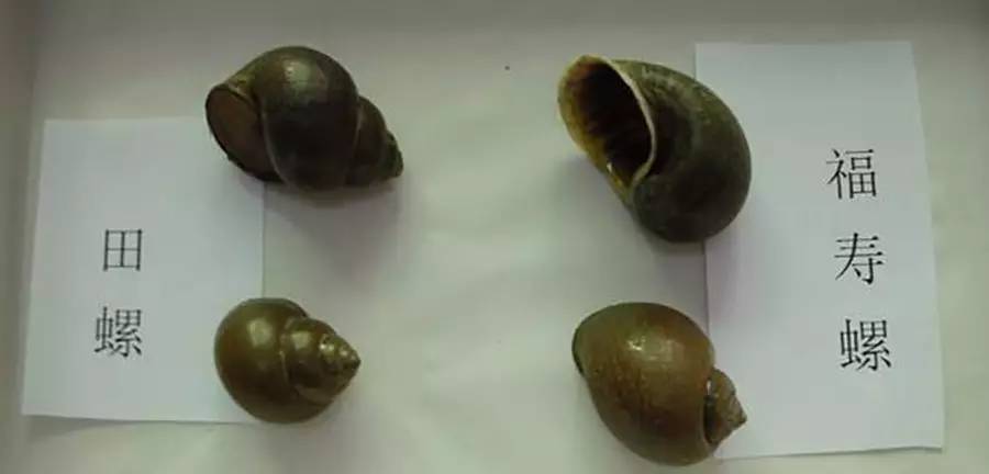 吃了 5 只「田螺」,肚里的宝宝没了