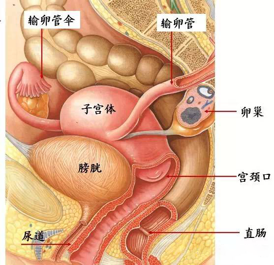 怎么判断是肠道问题引起的呢?