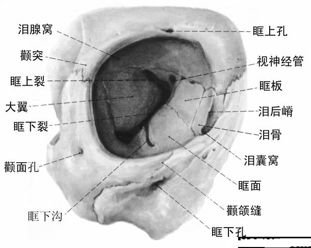 眶骨膜图片