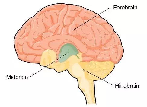大脑盖子原理图片