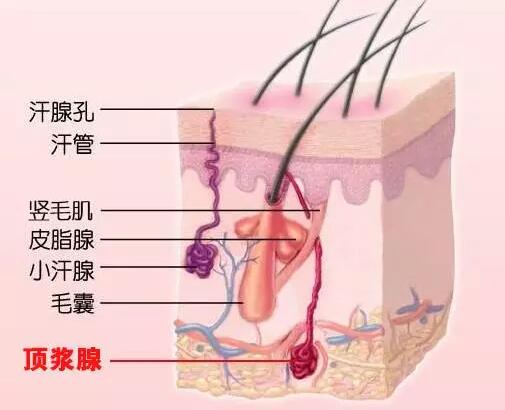 其实大汗腺不只分布在腋下,脐孔,乳晕,肛门等部位也有,但腋下就是多汗