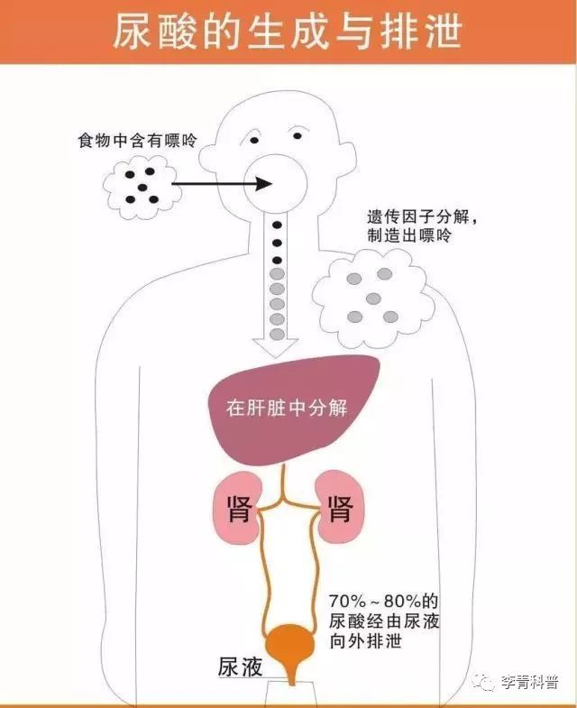 高尿酸血症的原因,要么是尿酸产生过多,要么是肾脏尿酸排泄障碍