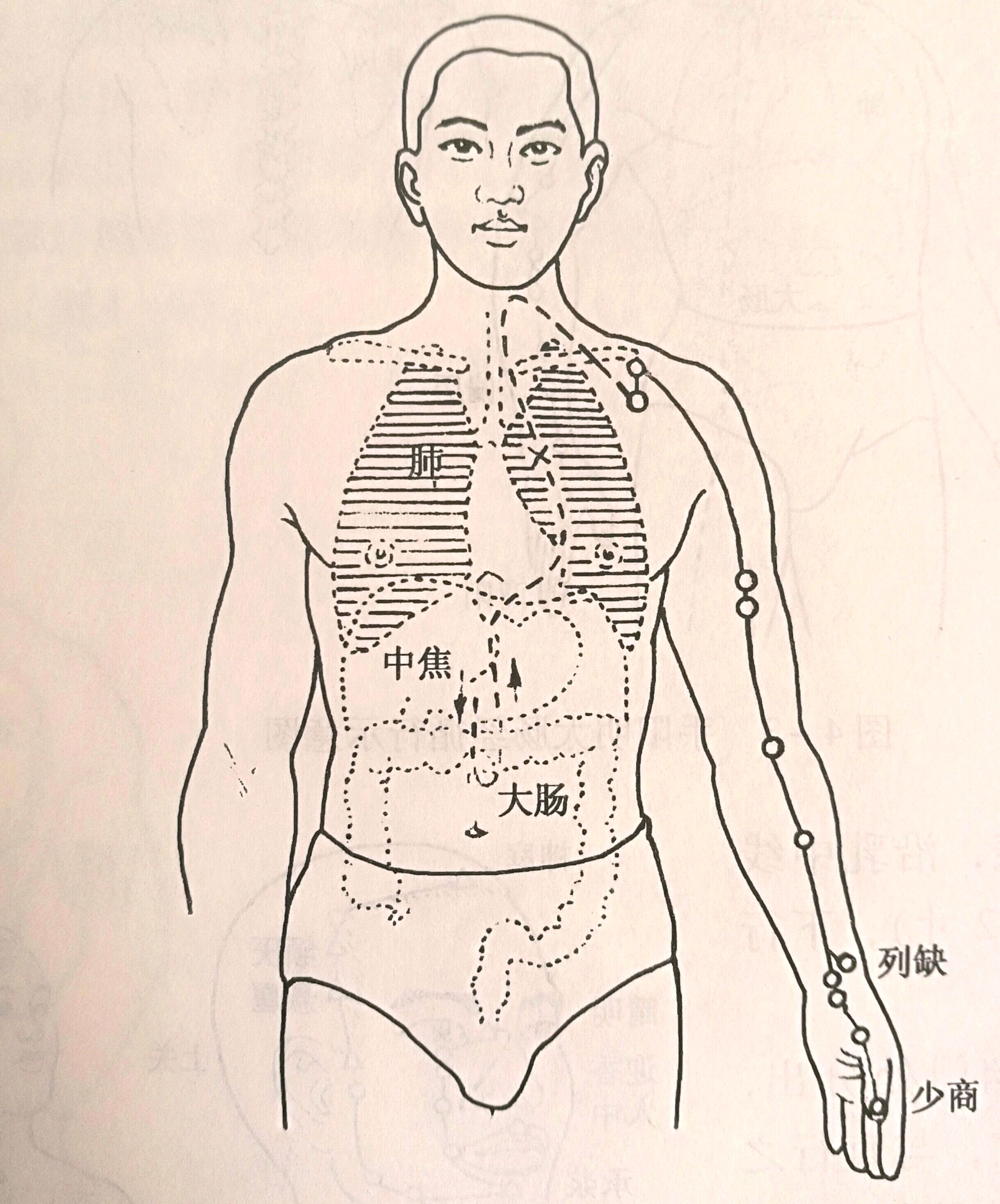 针灸 手太阴肺经循行