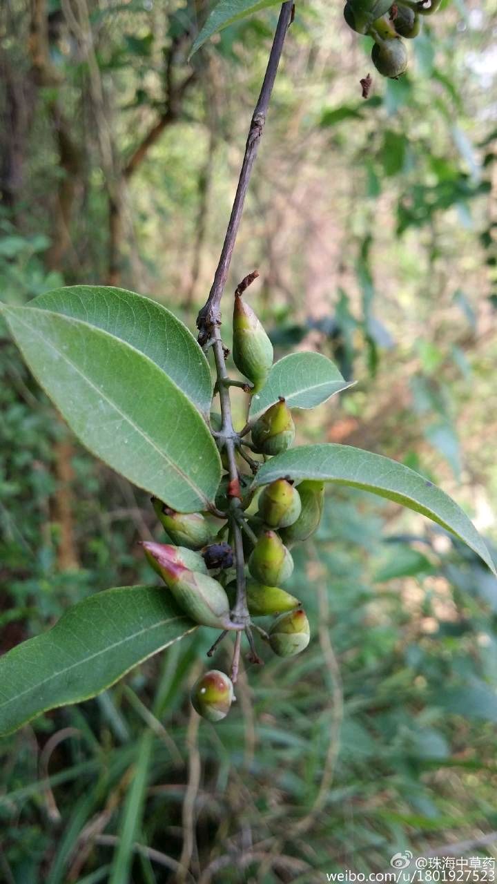 药食两用黄牛茶,夏日消暑化滞佳-王祥红副主任药剂师-爱问医生