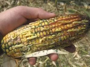 淀粉含量高的食物里最容易藏有黄曲霉毒素,如玉米,花生等,一旦霉变黄