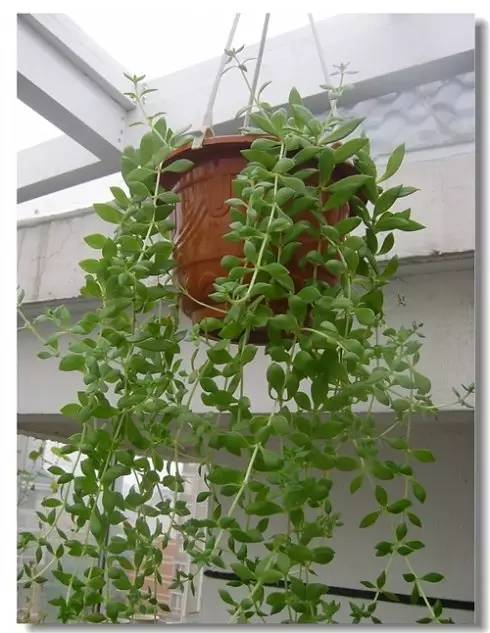 每天一味中草药:垂盆草,您是不是也管它叫吊兰?