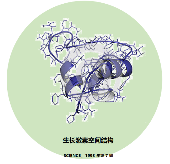 生长激素到底是什么?