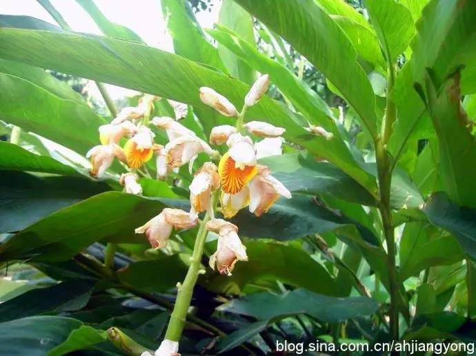 每天一味中草药:草豆蔻,厨房里的调料,火锅锅底料