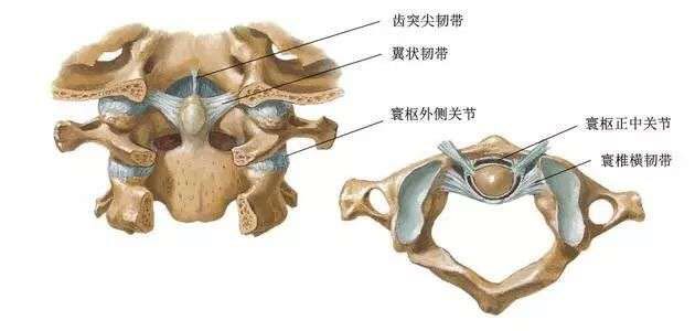 小儿颈部疼痛歪脖有可能是寰枢关节半脱位