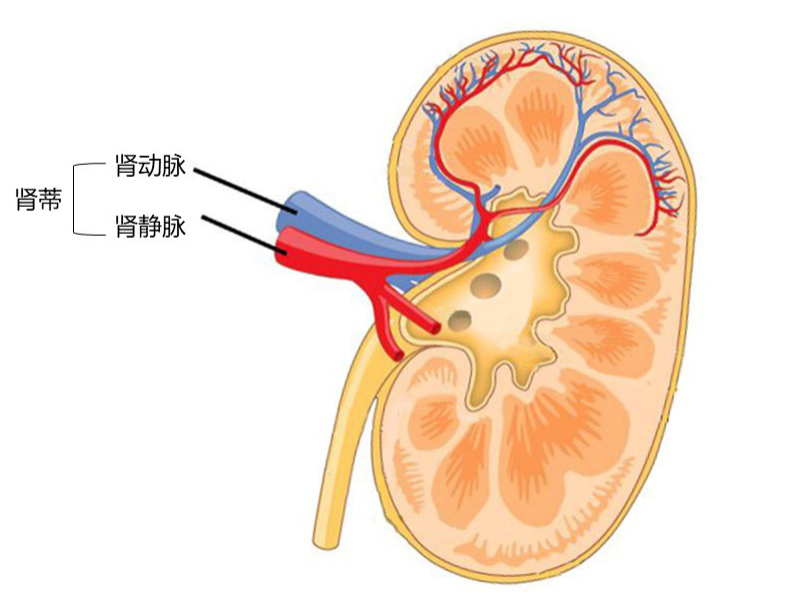 沉默的杀手