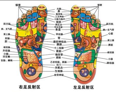 肚子反射区位置示意图图片