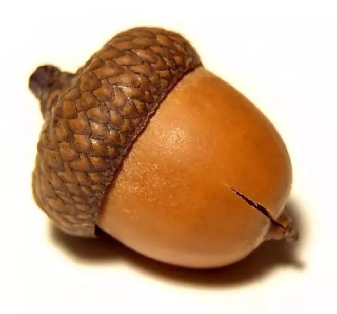 《冰河世纪》里,松鼠斯克莱特心心念的橡果不属于坚果,而是类似于栗子