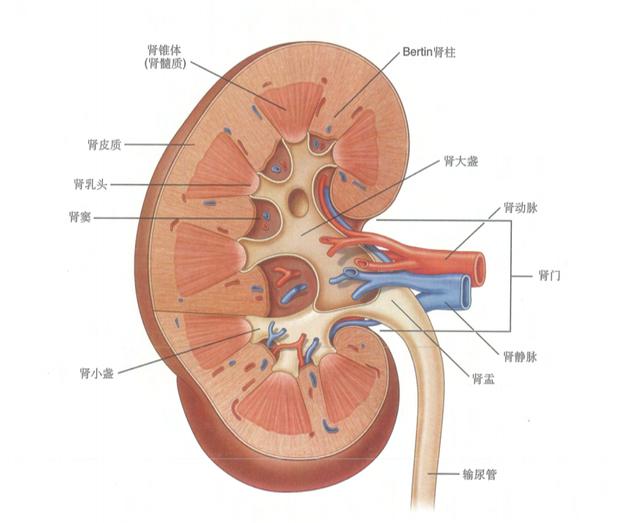 肾脏图片解剖图图片