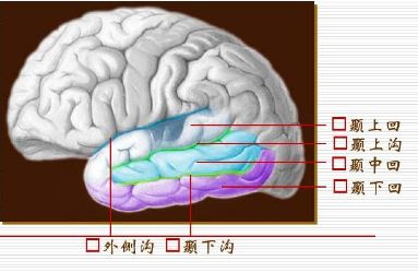 大腦頂葉,枕葉,顳葉,島葉,邊緣葉以及小腦的主要功能