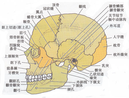 开颅手术是揭盖吗