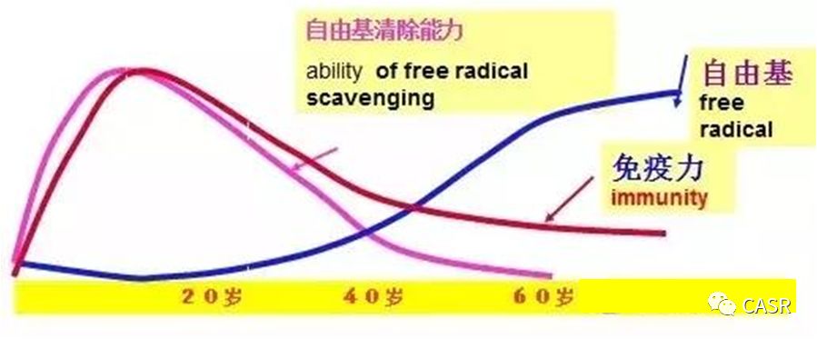 当自由基进行攻击的时候可以破坏细胞的任何部分.