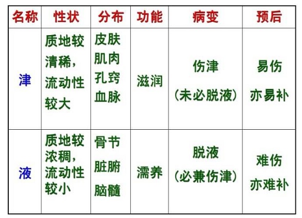 津液的形成与作用有哪些?