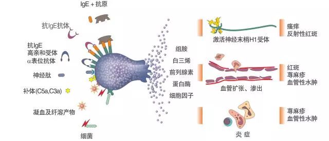 荨麻疹的原因图片