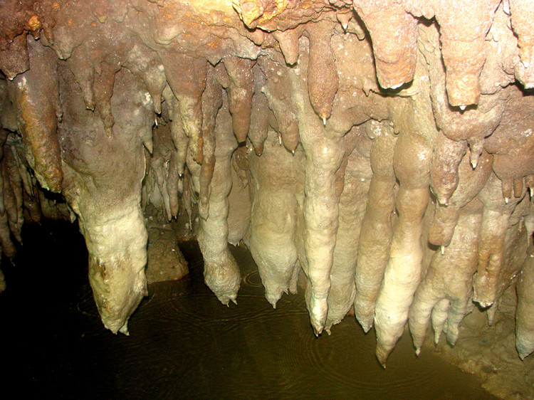 治寒嗽,通嗓音,聪耳明目,轻身,使人肌肤润泽,精力旺盛,不易