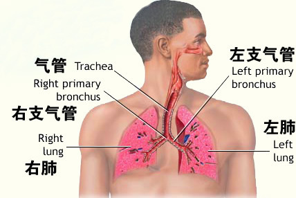 乳房心肺区位置图片图片